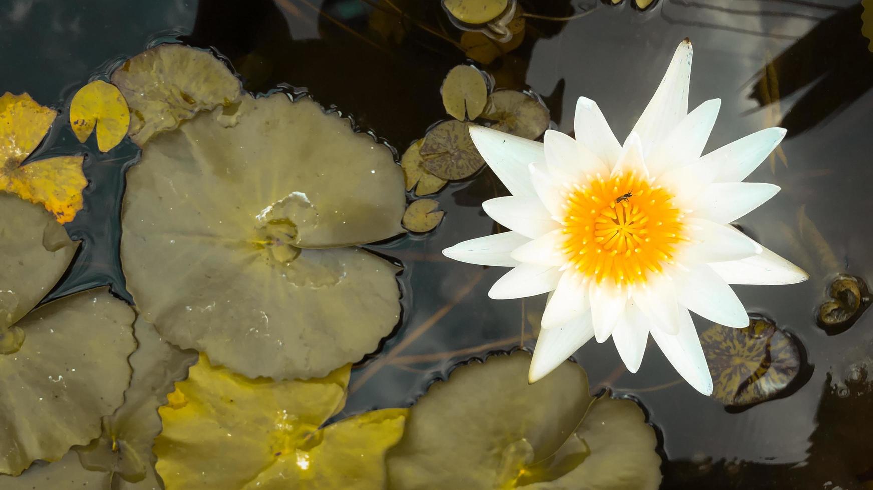 A white lotus flower with insects in its stamens in an outdoor pool. There is a copy space on the left side of the picture. photo