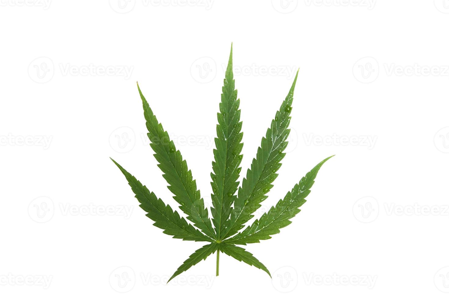 Close-up of cannabis leaves or a green hemp leaf on isolate white background, marijuana as a medicinal herb cutout of the backdrop with clipping path,top view,flatlay,top-down. photo