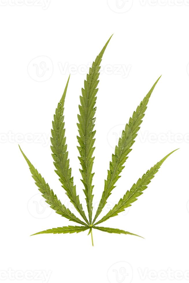 Close-up of cannabis leaves or a green hemp leaf on isolate white background, marijuana as a medicinal herb cutout of the backdrop with clipping path,top view,flatlay,top-down. photo