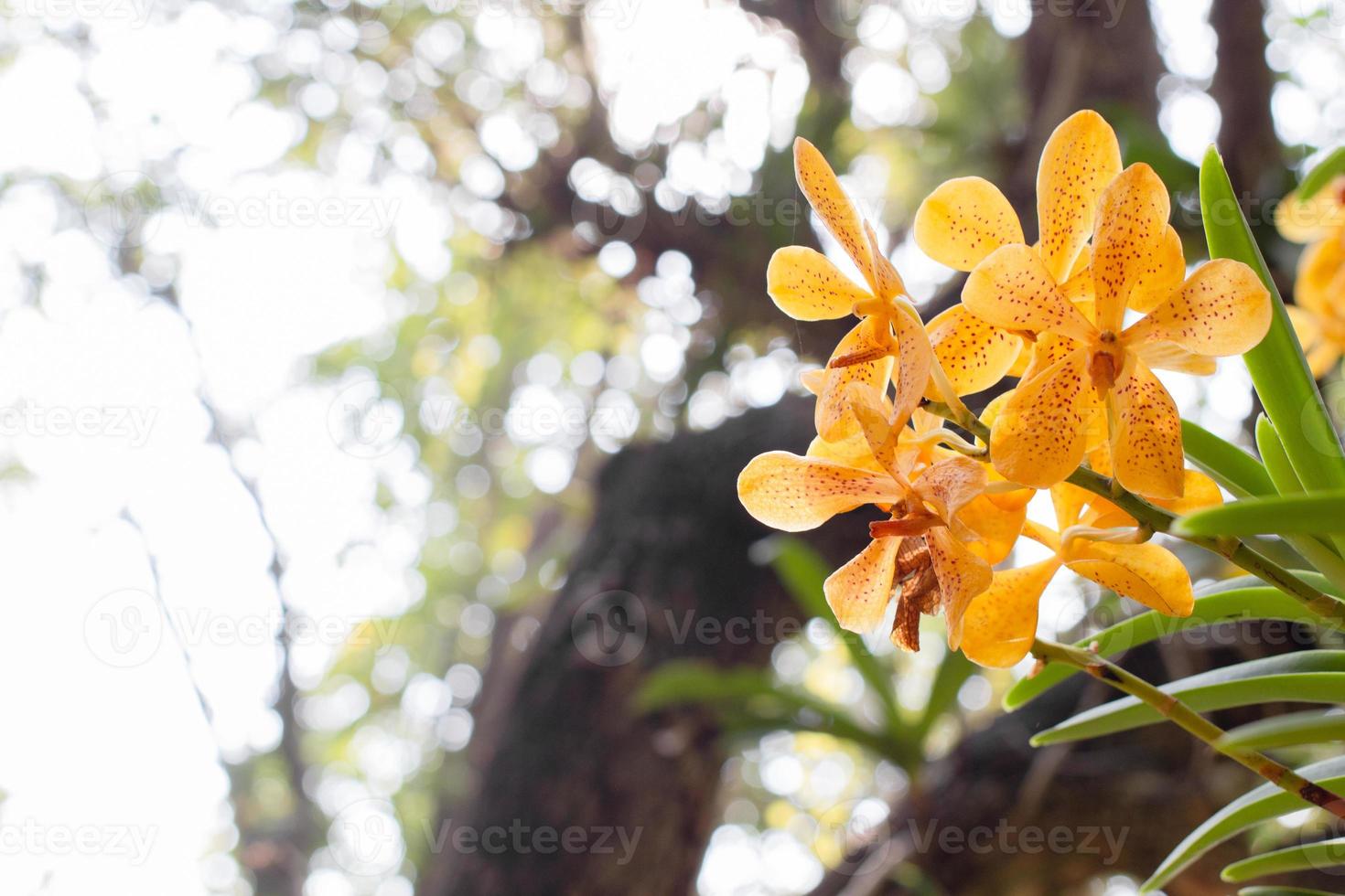 spring yellow orchid flower on a white and green bokeh background.spring orchid flower taken at an exhibition in Thailand during the day time.selective focus,copy space. photo