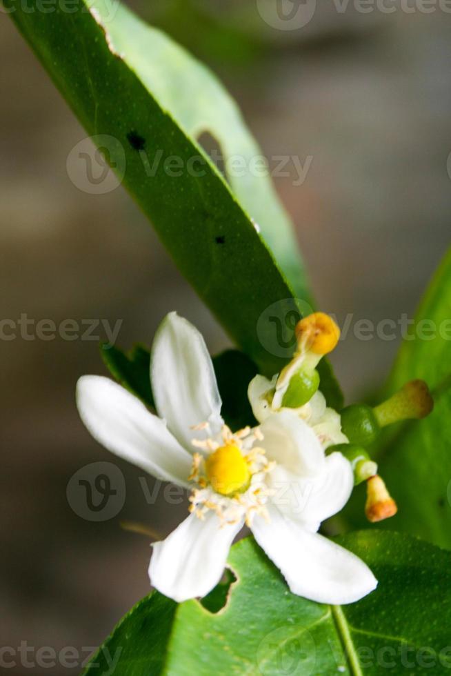 Lime blossoms bloom in the morning garden of Thailand.2 photo