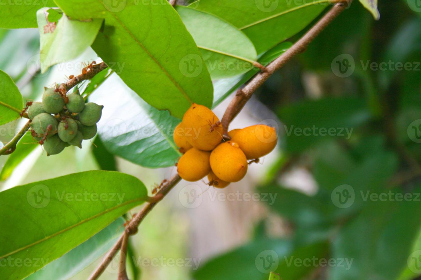 Ellipeiopsis cherrevensis, wild fruit planted for home decoration in Thailand photo