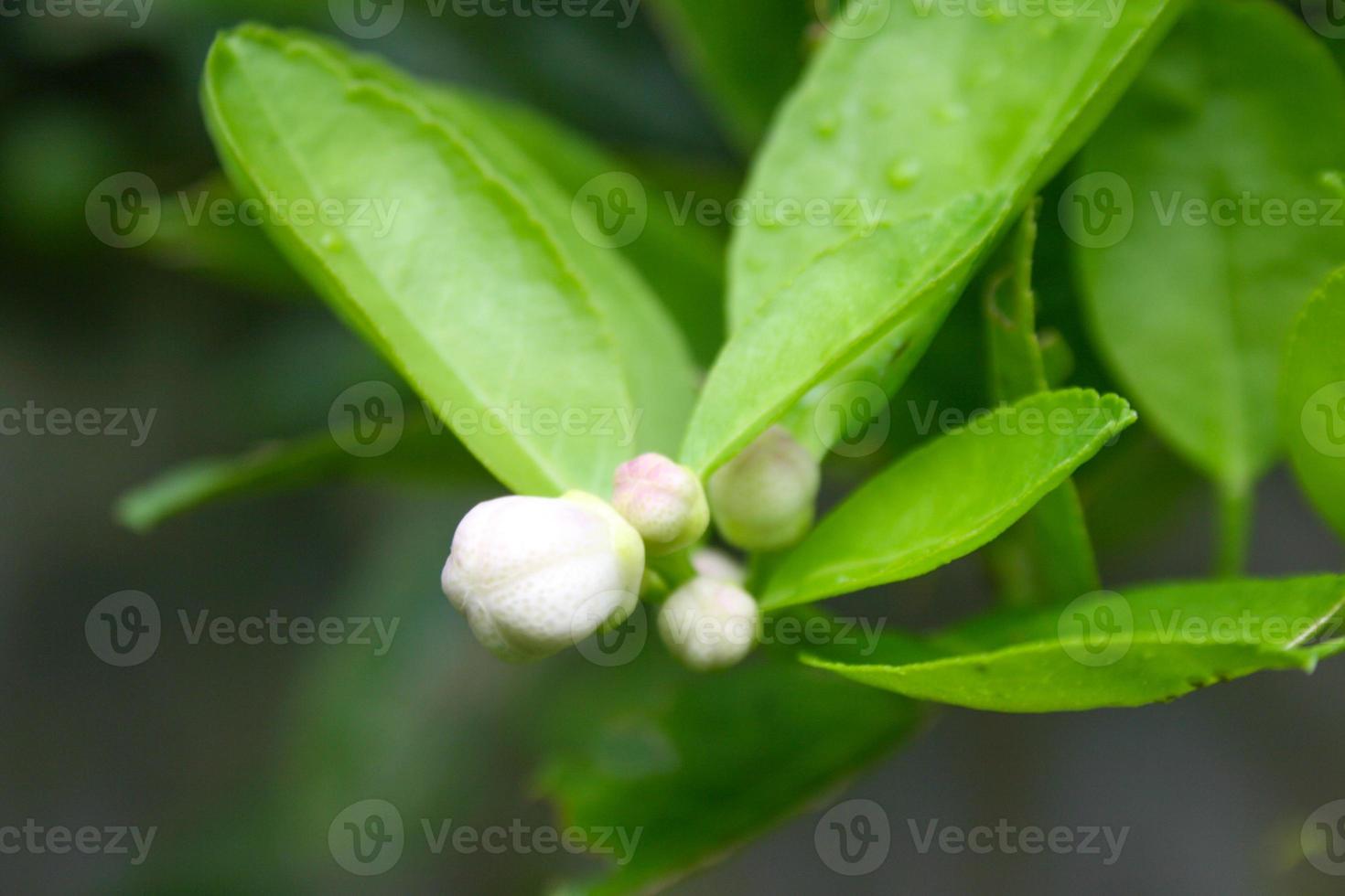 The white lemon flowers are blooming in the Thai garden. and droup water photo