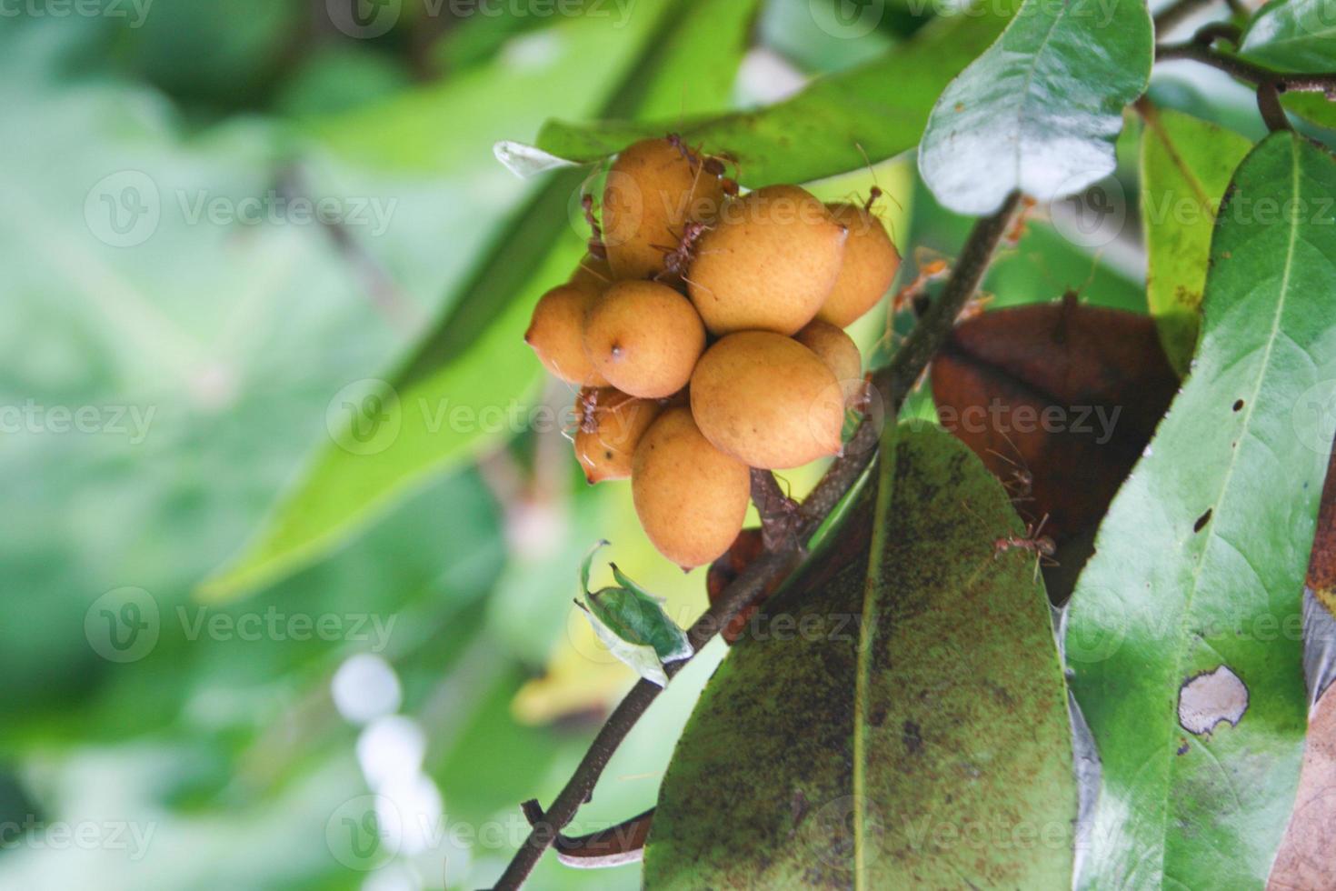 Ellipeiopsis cherrevensis, wild fruit planted for home decoration in Thailand photo