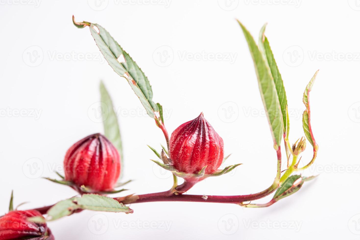fresh roselle with leaf isolated on white background. healthy food alternative herb, medicine and drink. photo