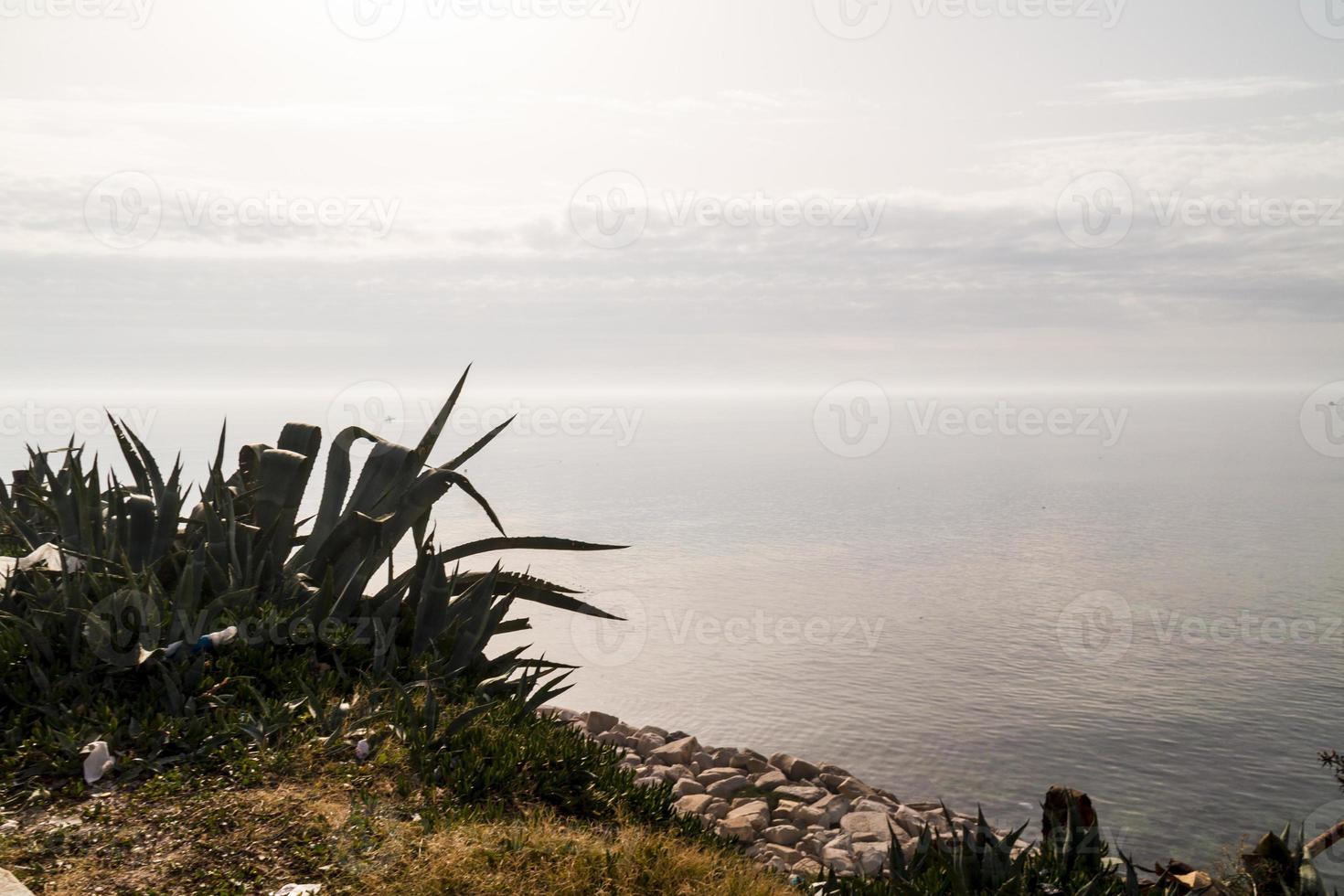 agave en la costa rocosa foto