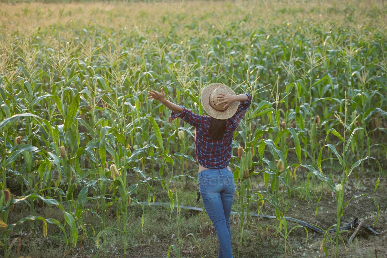 Happy woman enjoying the life in the field, Beautiful morning sunrise over the corn field. green corn field in agricultural garden and light shines sunset in the evening Mountain background. photo
