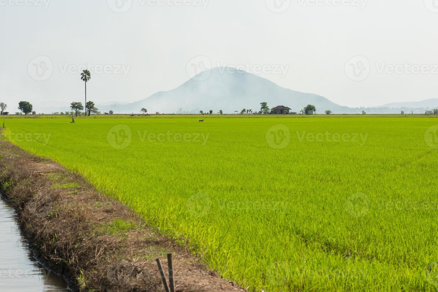 Green Rice Field near canal water and mountain with tree photo