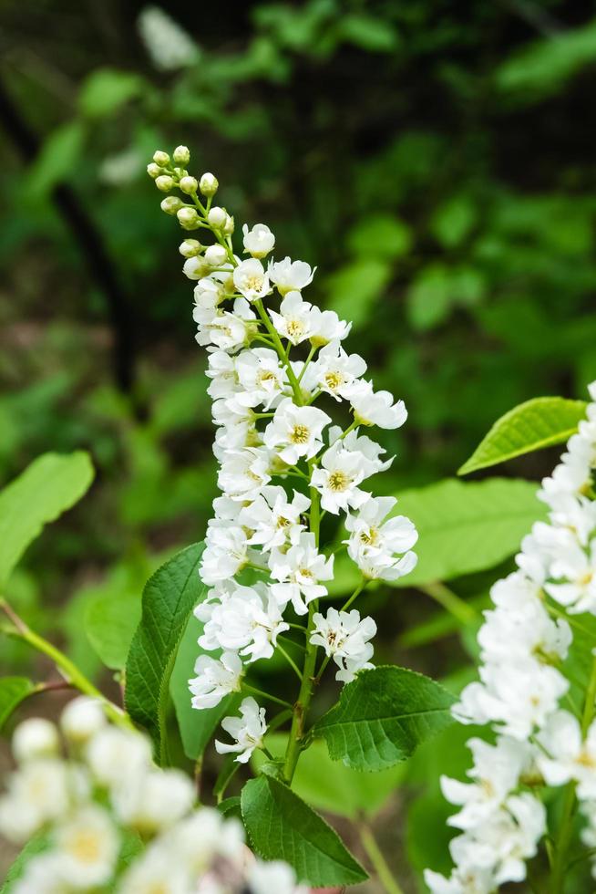 Flowering shrub with cone-shaped inflorescences. photo