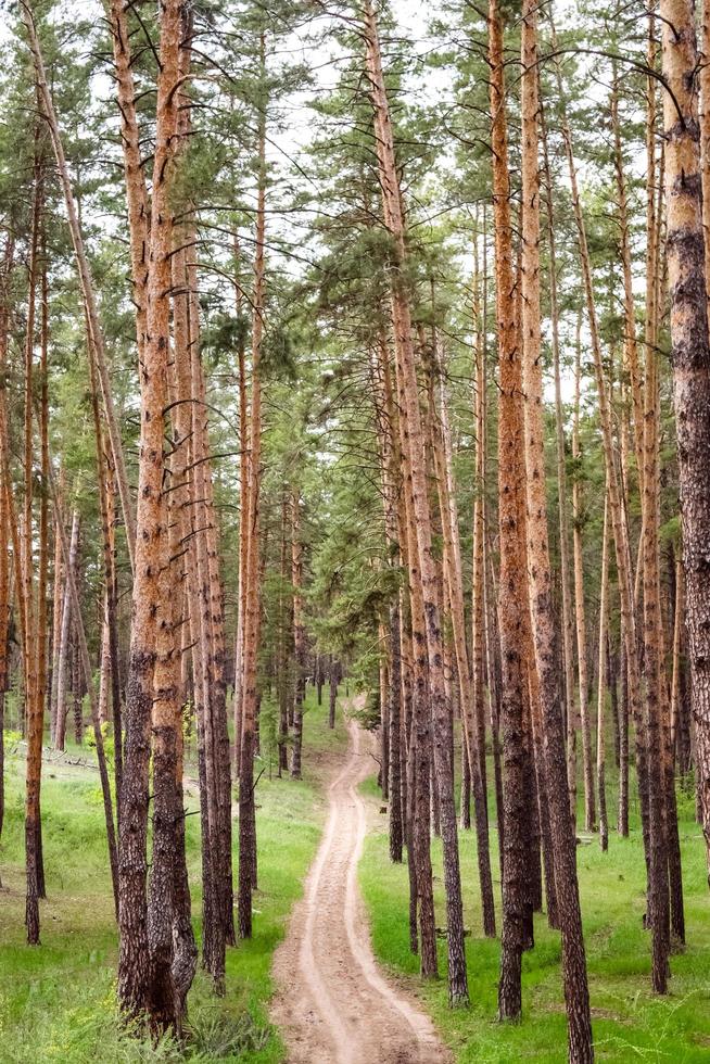 Dirt road through a summer pine forest. photo