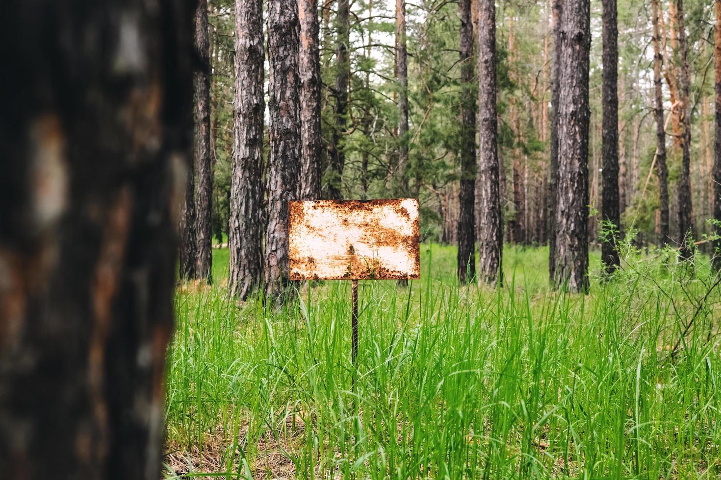 Rusty warning sign in the pine forest. photo