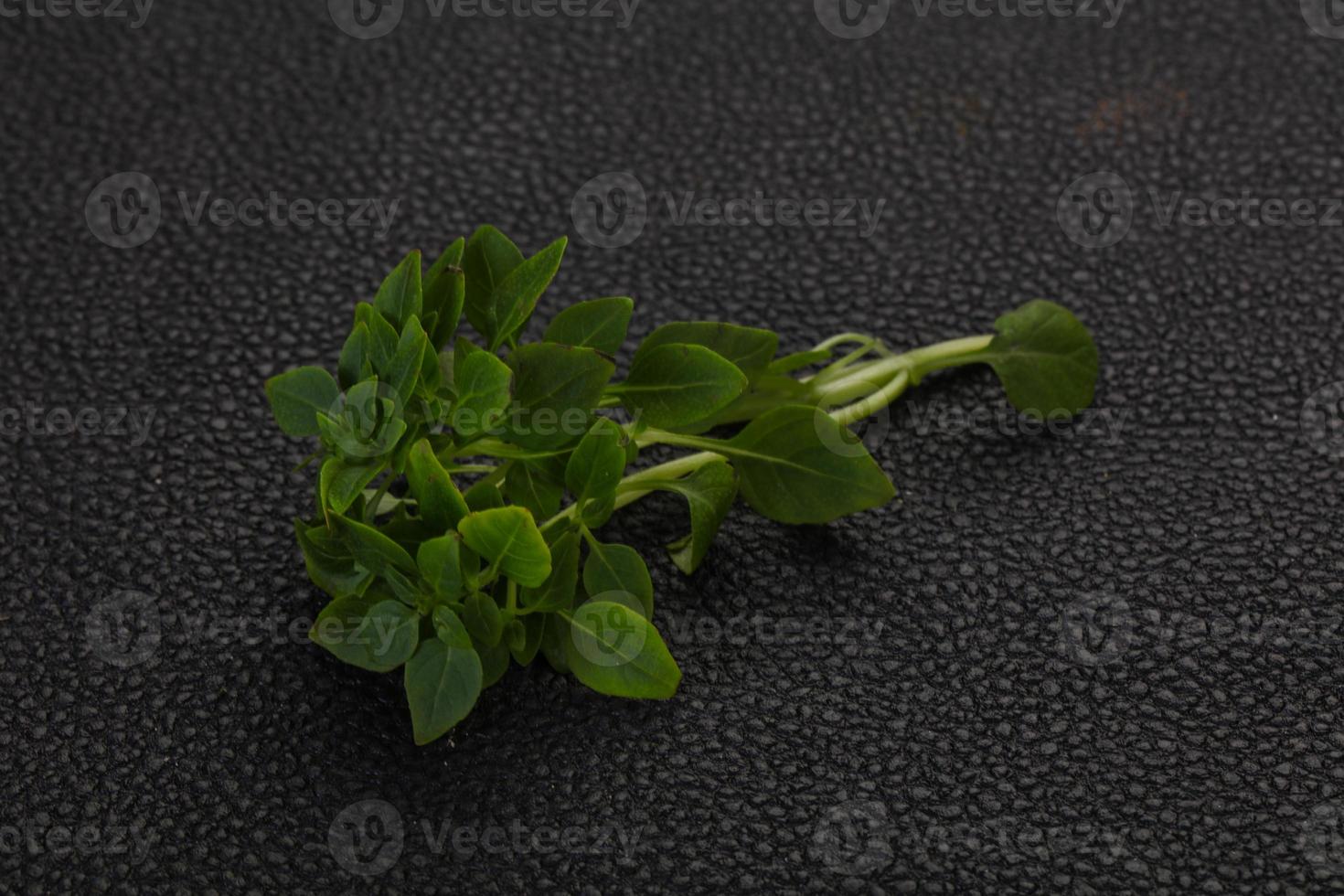 Green Basil leaves photo