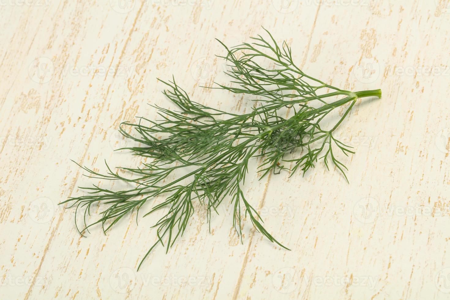 Fresh green dill herb branch photo