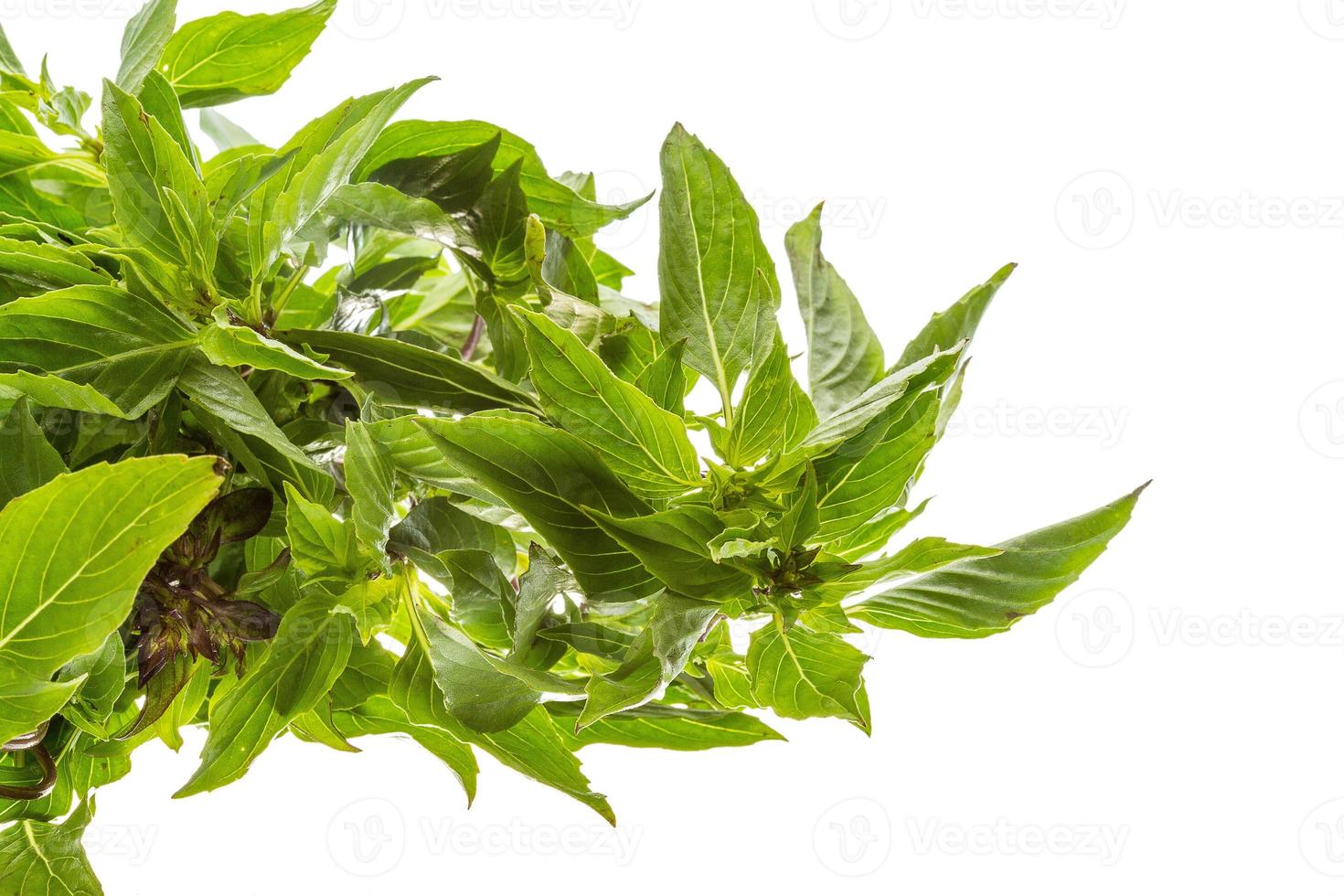 pepper mint on white photo