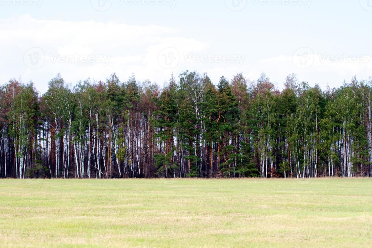 grass valley in forest during summer photo