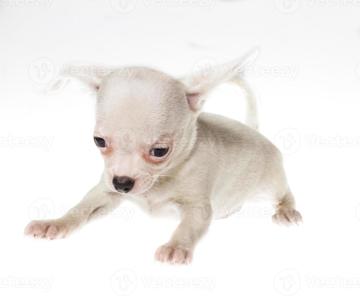 Funny puppy Chihuahua poses on a white background photo