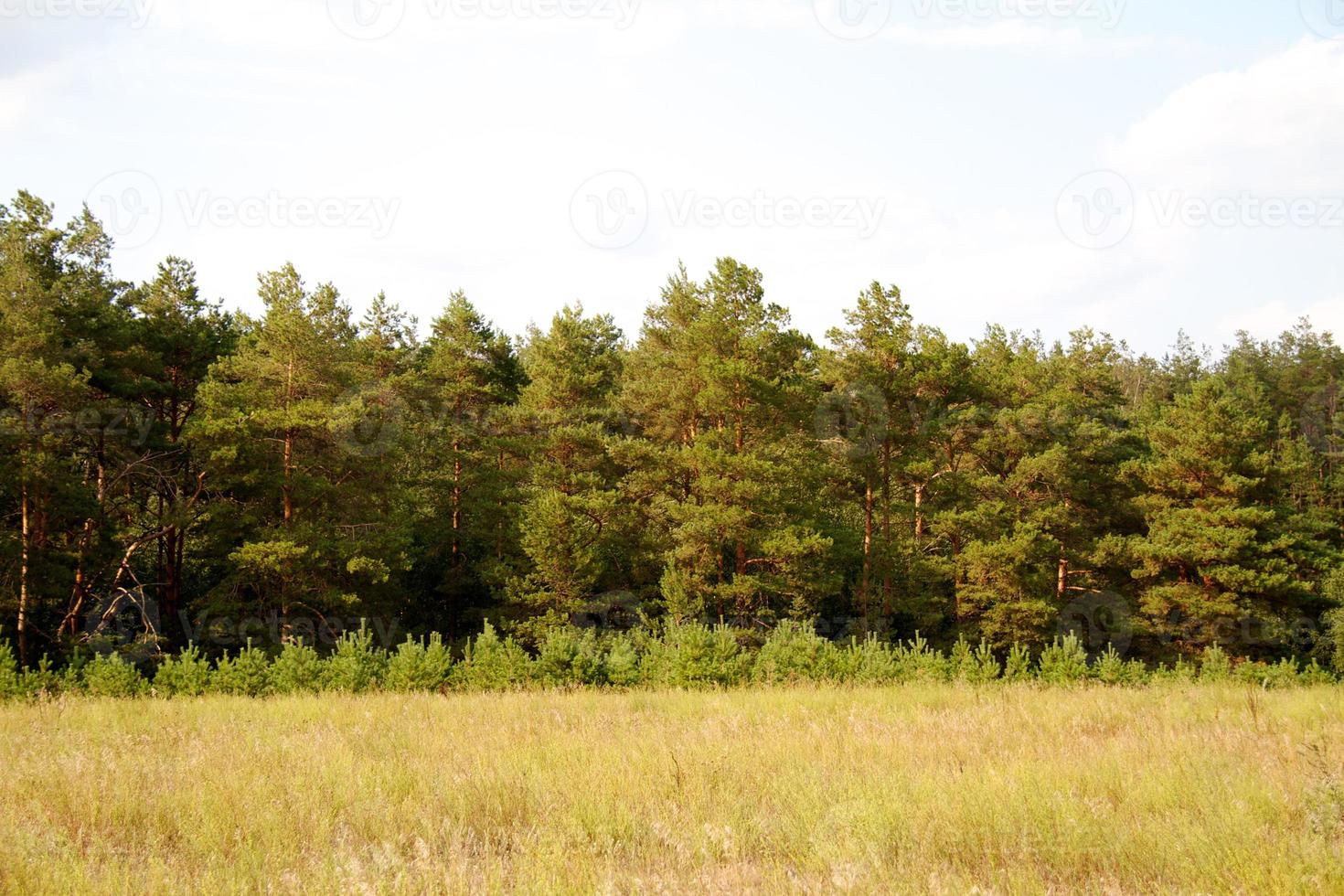 grass valley in forest during summer photo