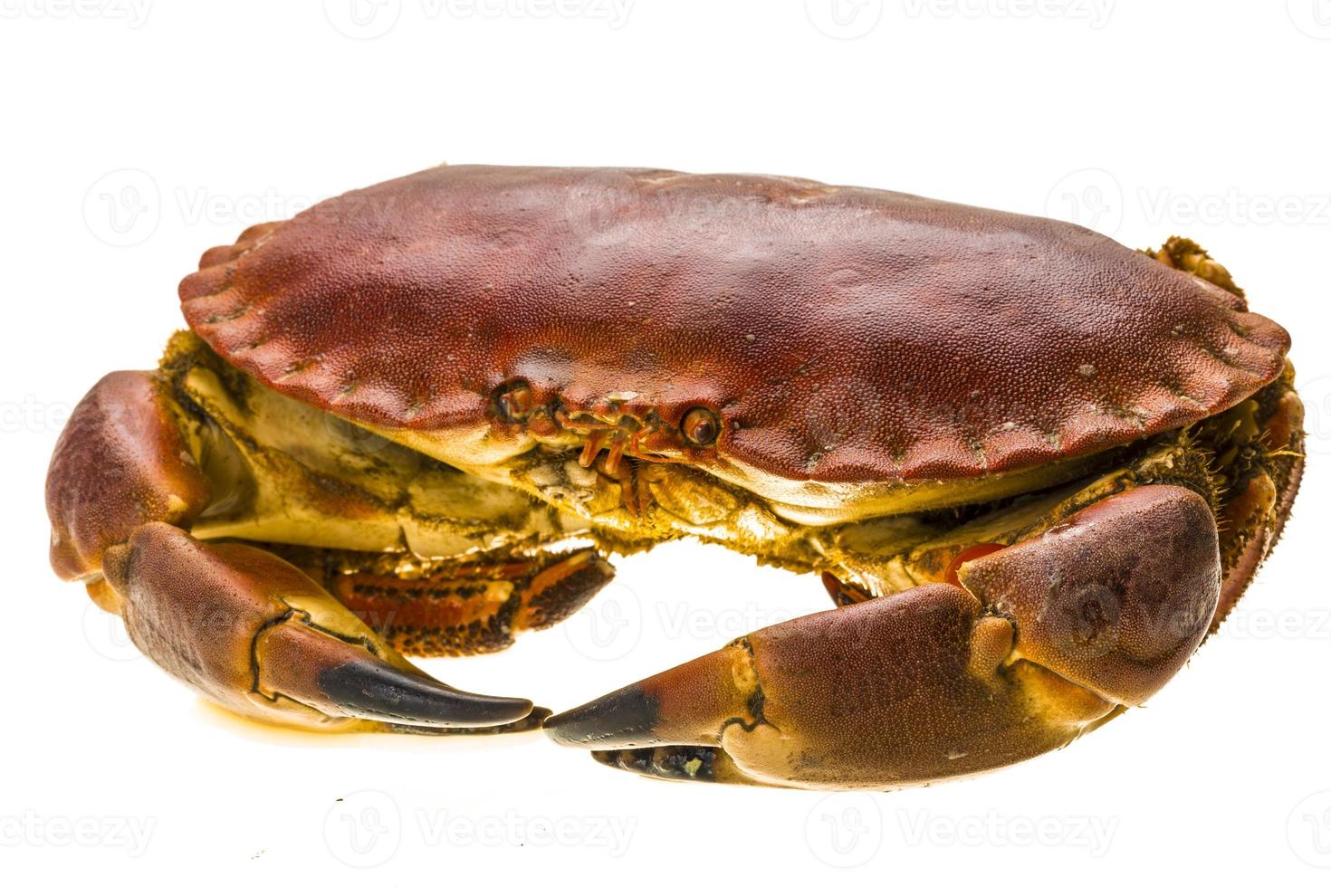 Raw crab on white photo