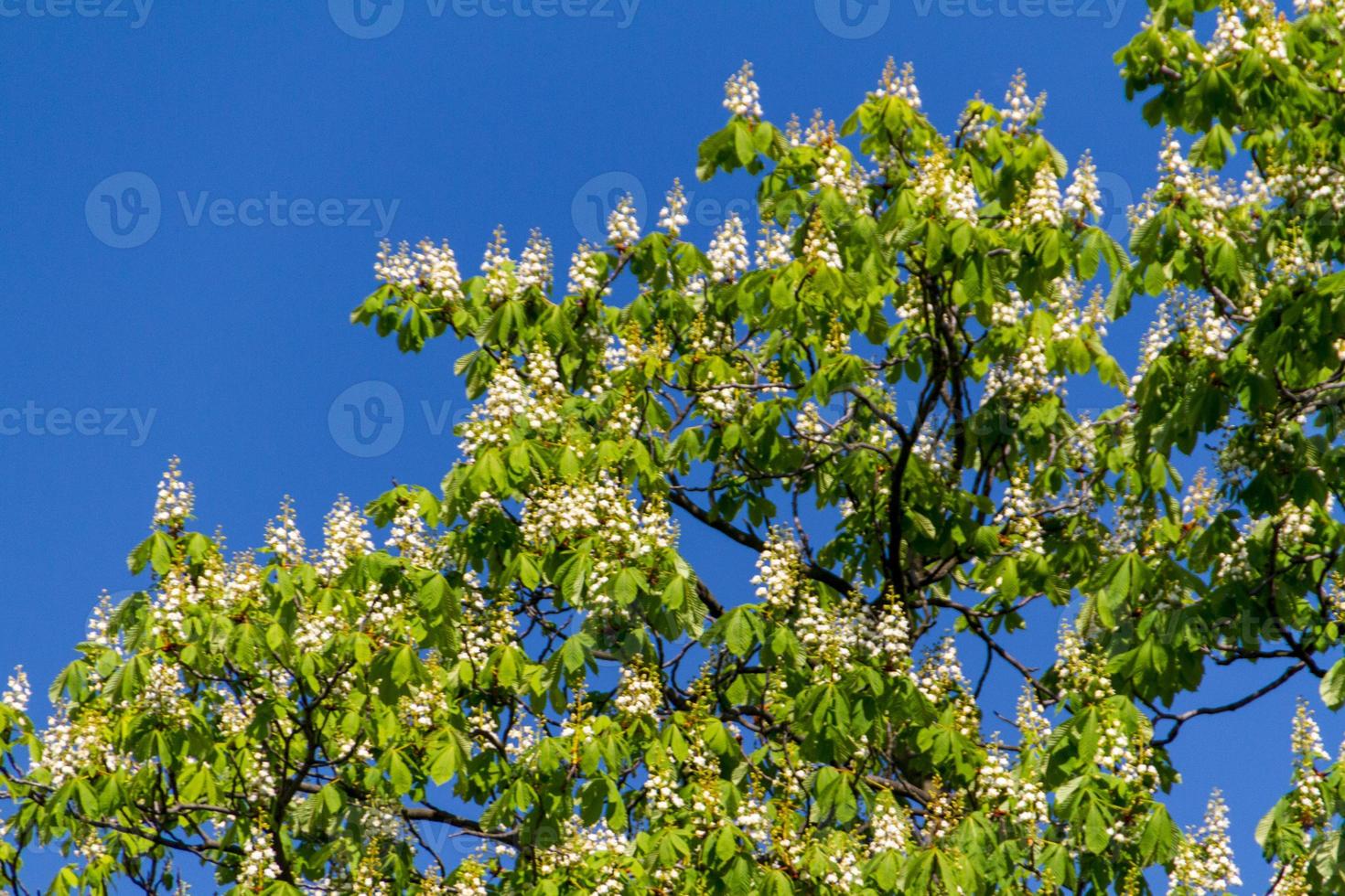 summer park, trees photo
