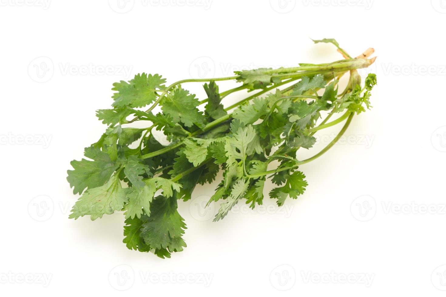 Fresh ripe  Green cilantro leaves photo