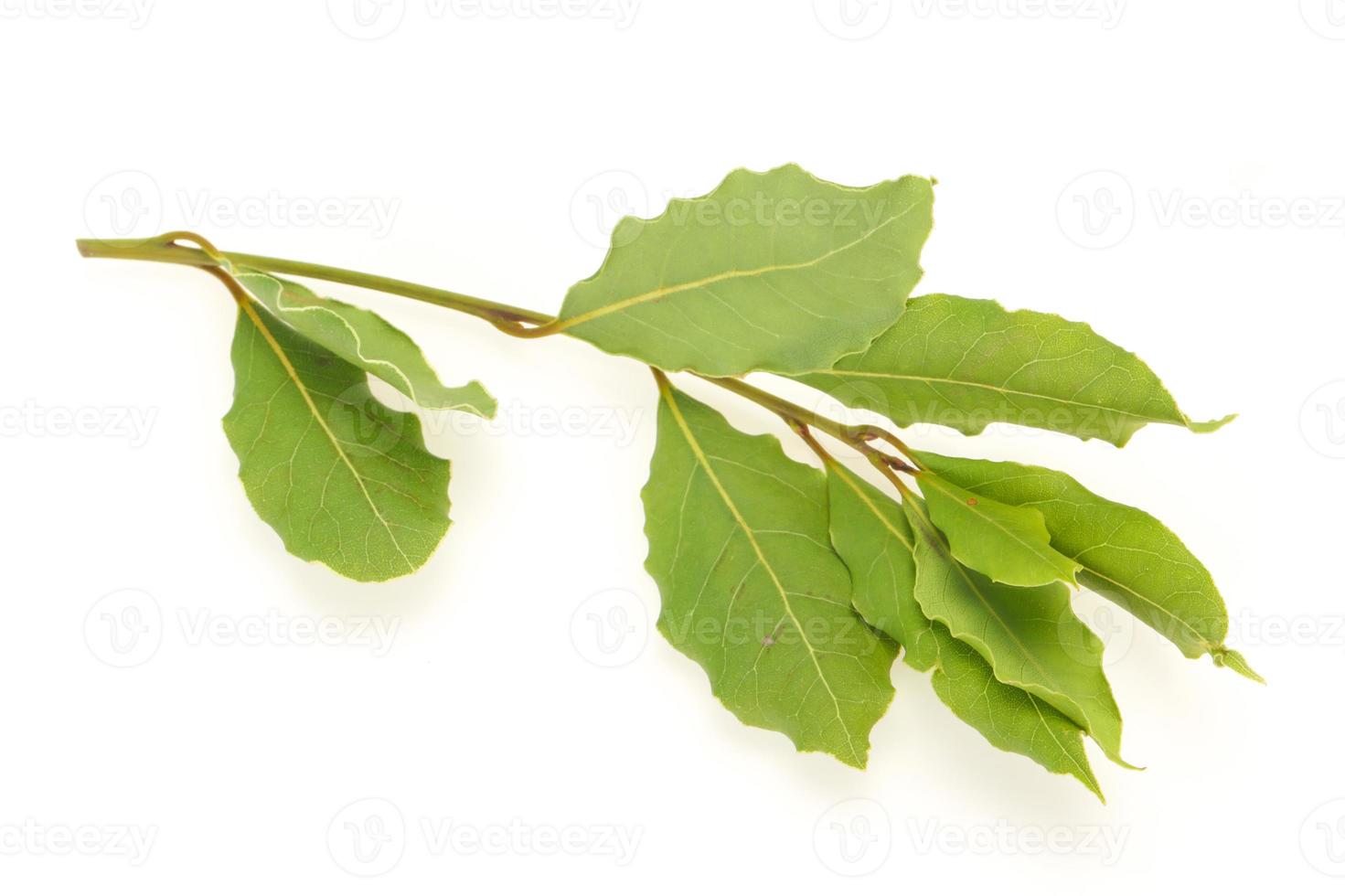 Green laurel leaves on the branch photo