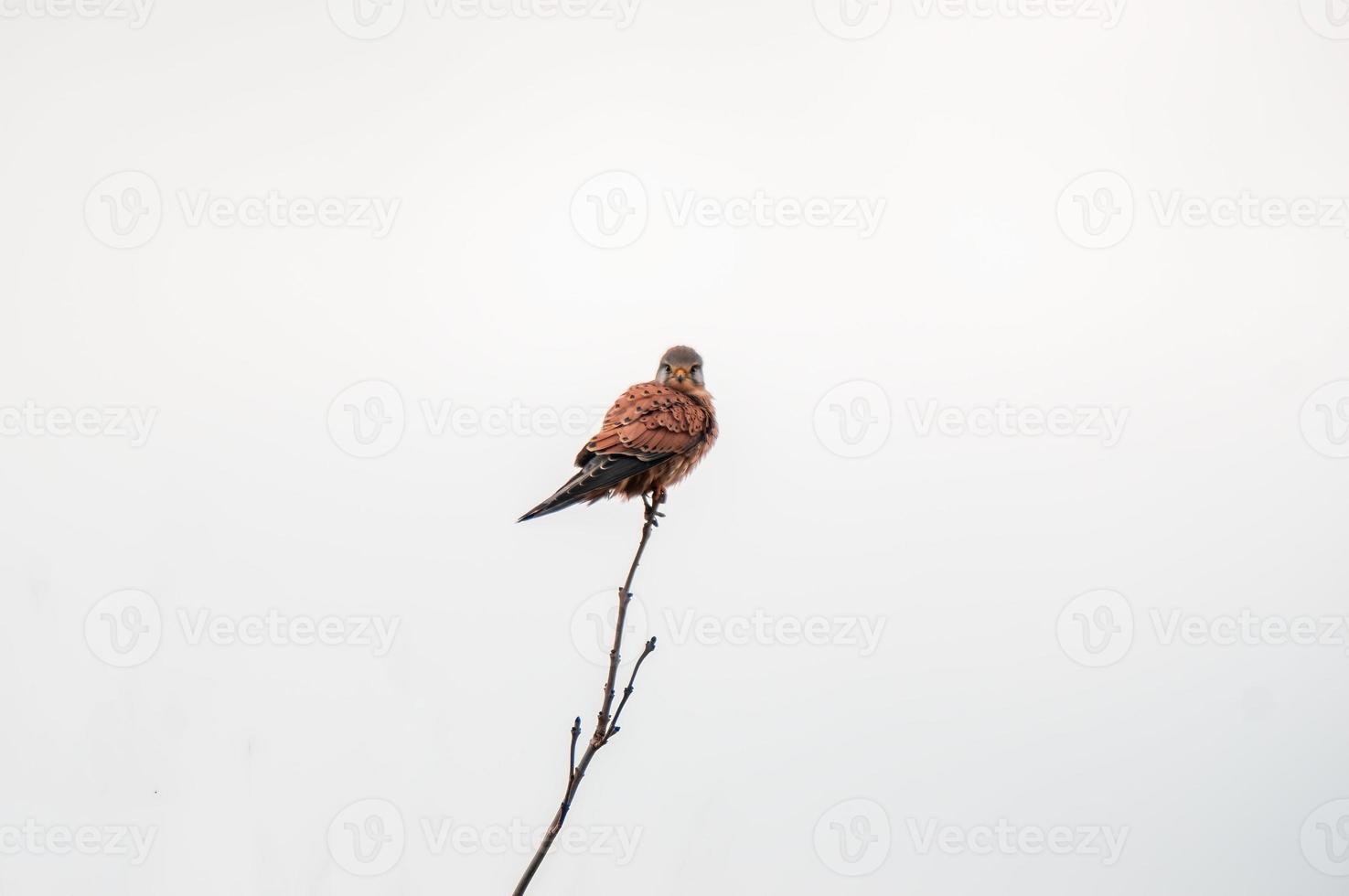 a male kestrel sits on a lookout and looks for prey photo