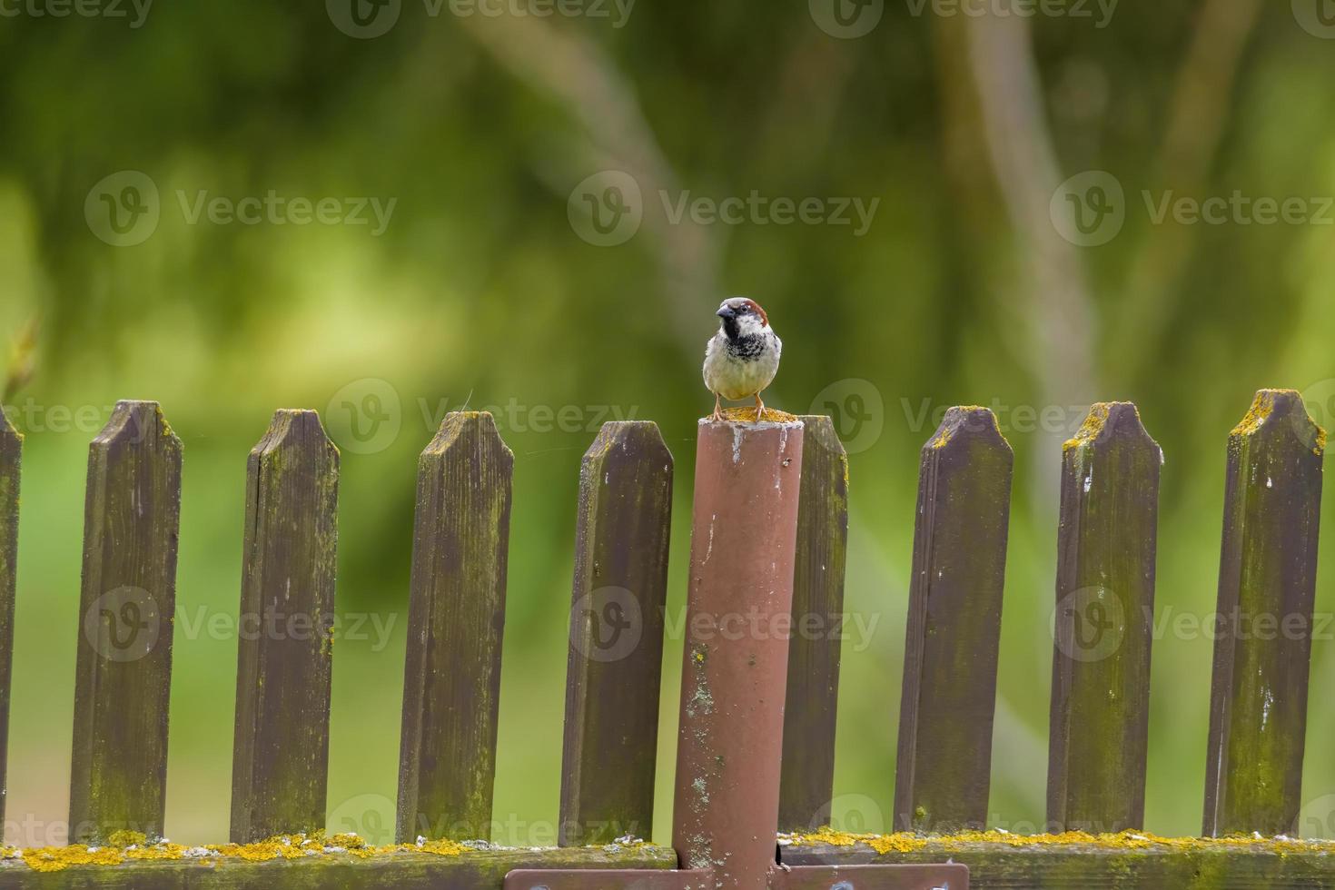 a sparrow sits on a fence photo