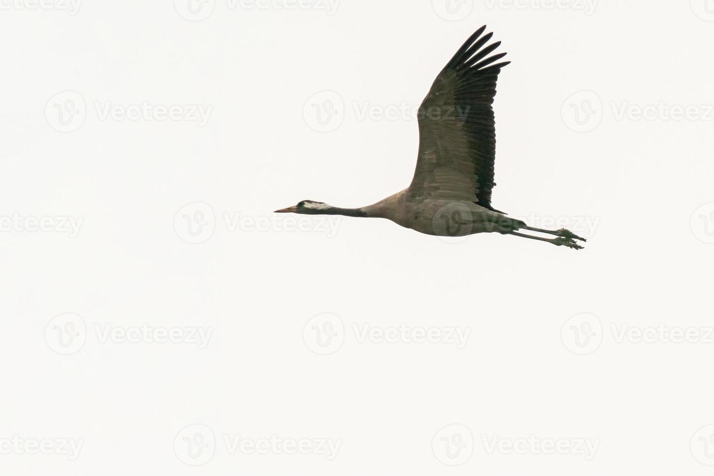 one crane flies in the sky photo