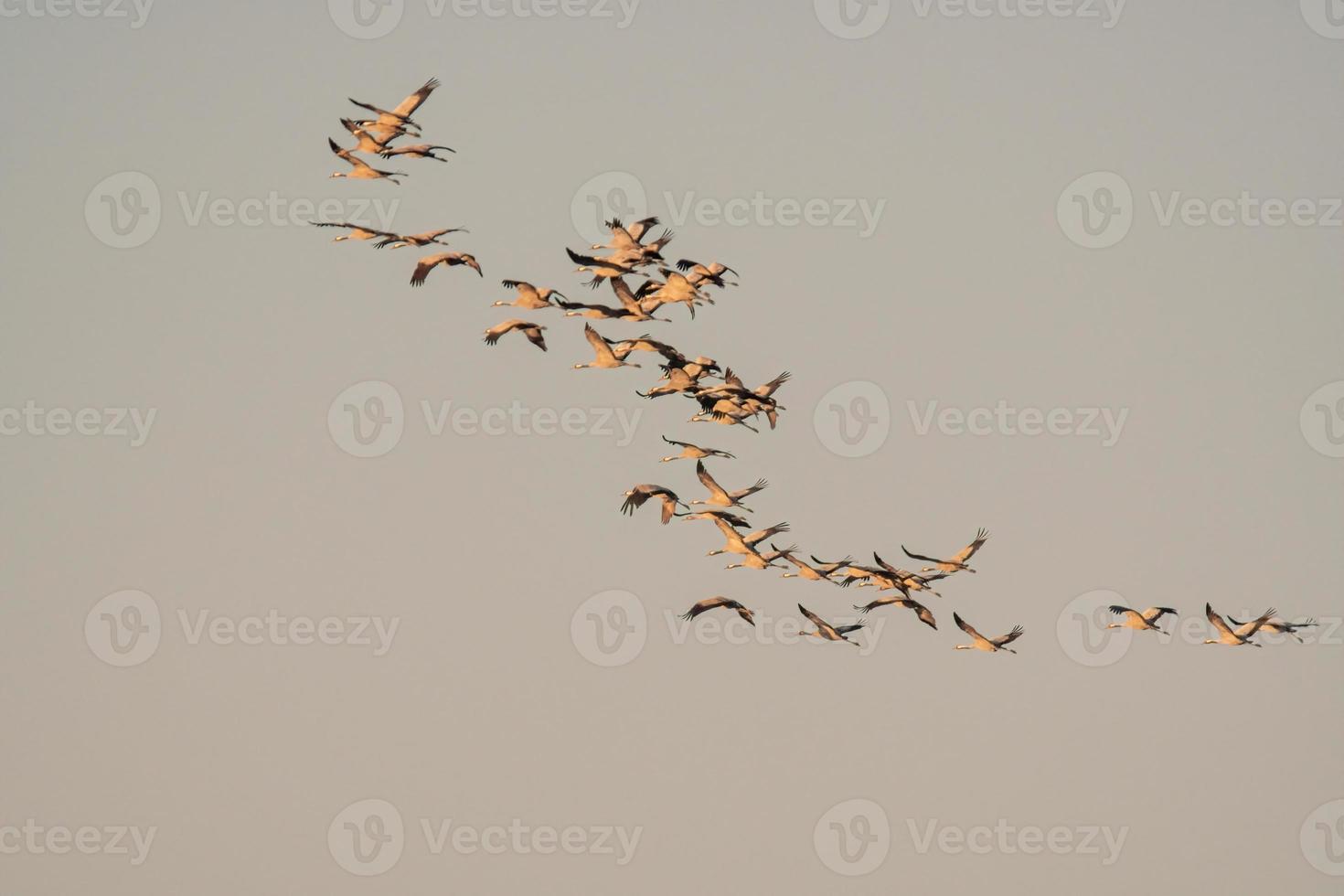 several cranes fly in the sky photo