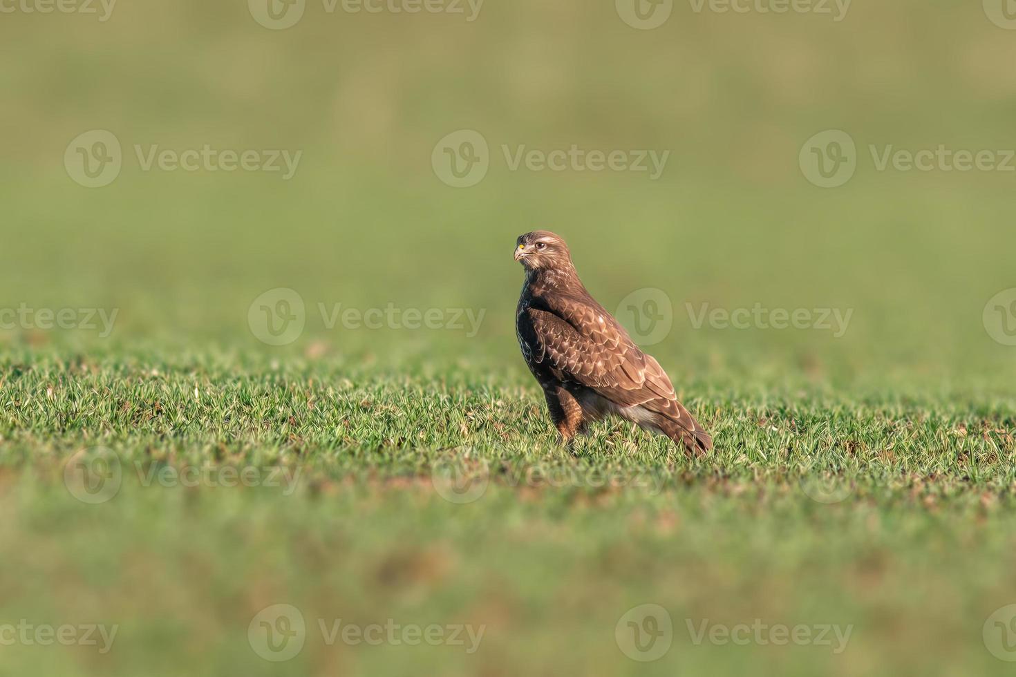 un buitre se sienta en un campo verde en primavera foto
