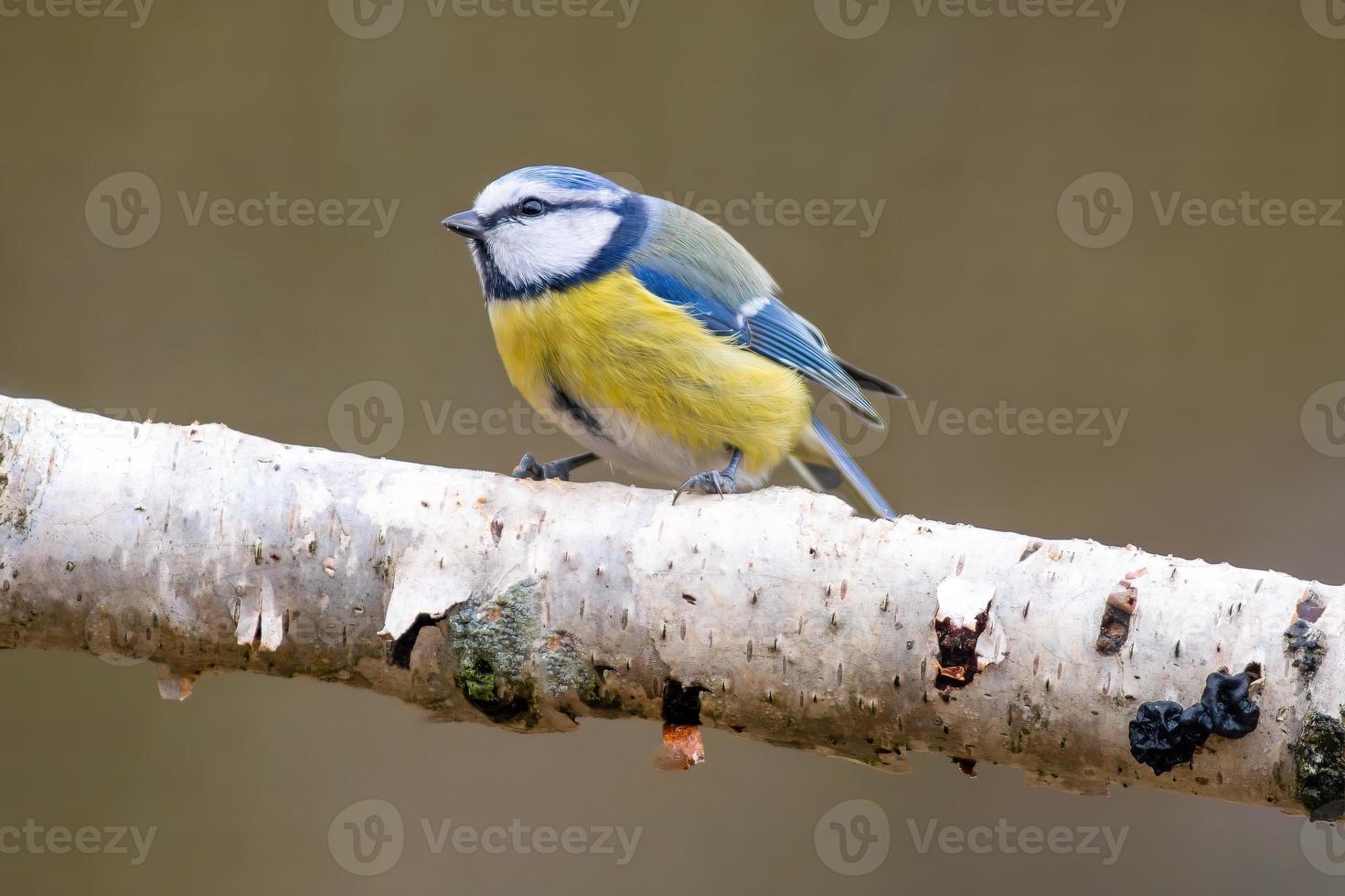 a blue tit sits on a branch photo