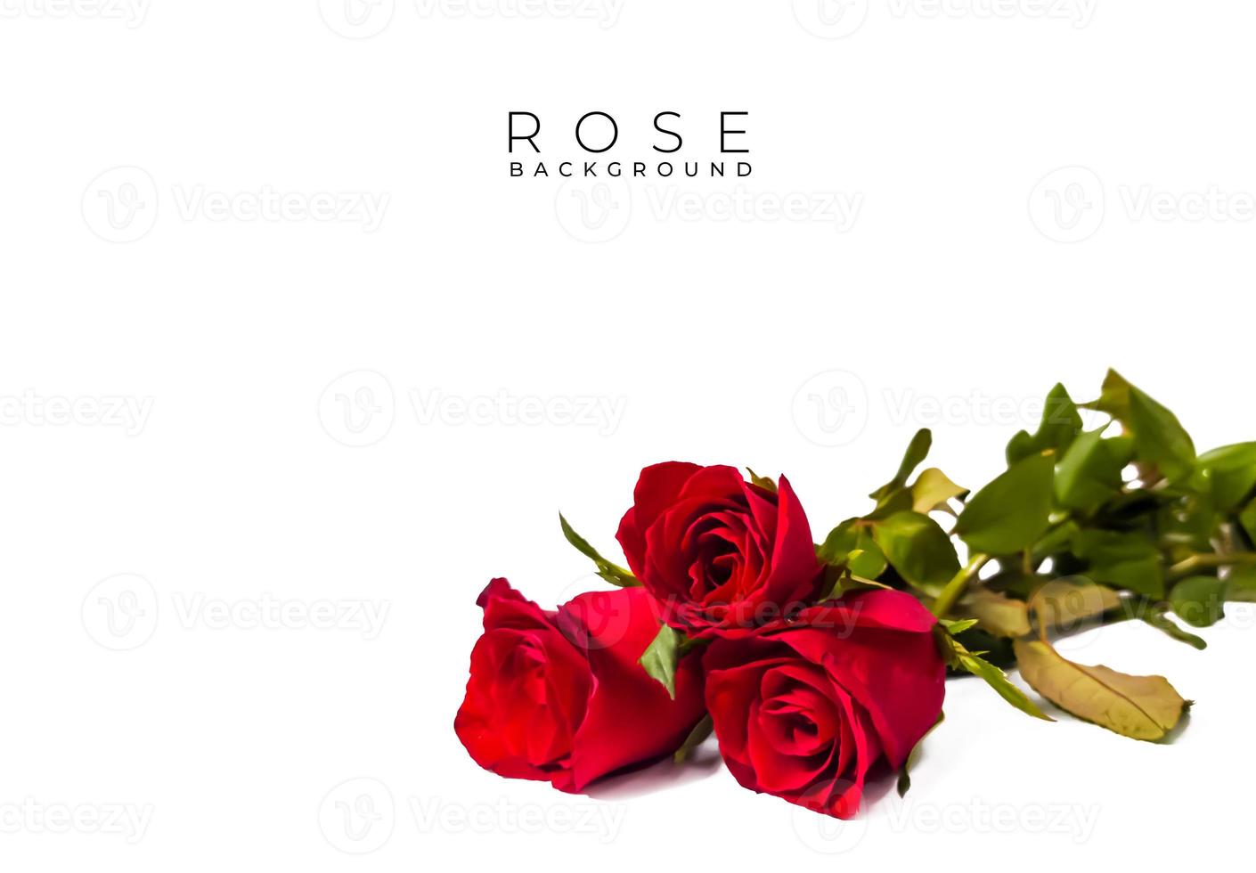 Red rose flower on white background. Valentine card. Love background photo