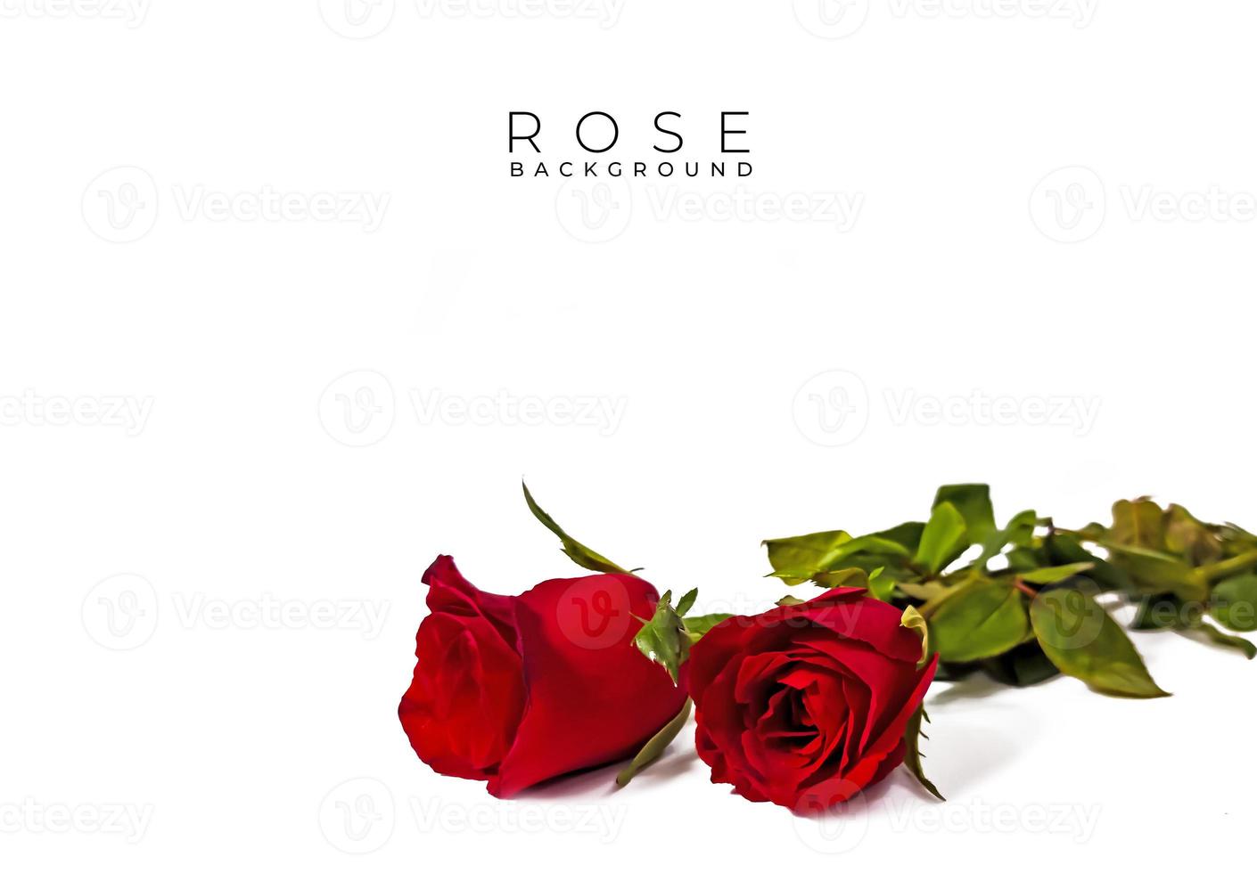 Red rose flower on white background. Valentine card. Love background photo