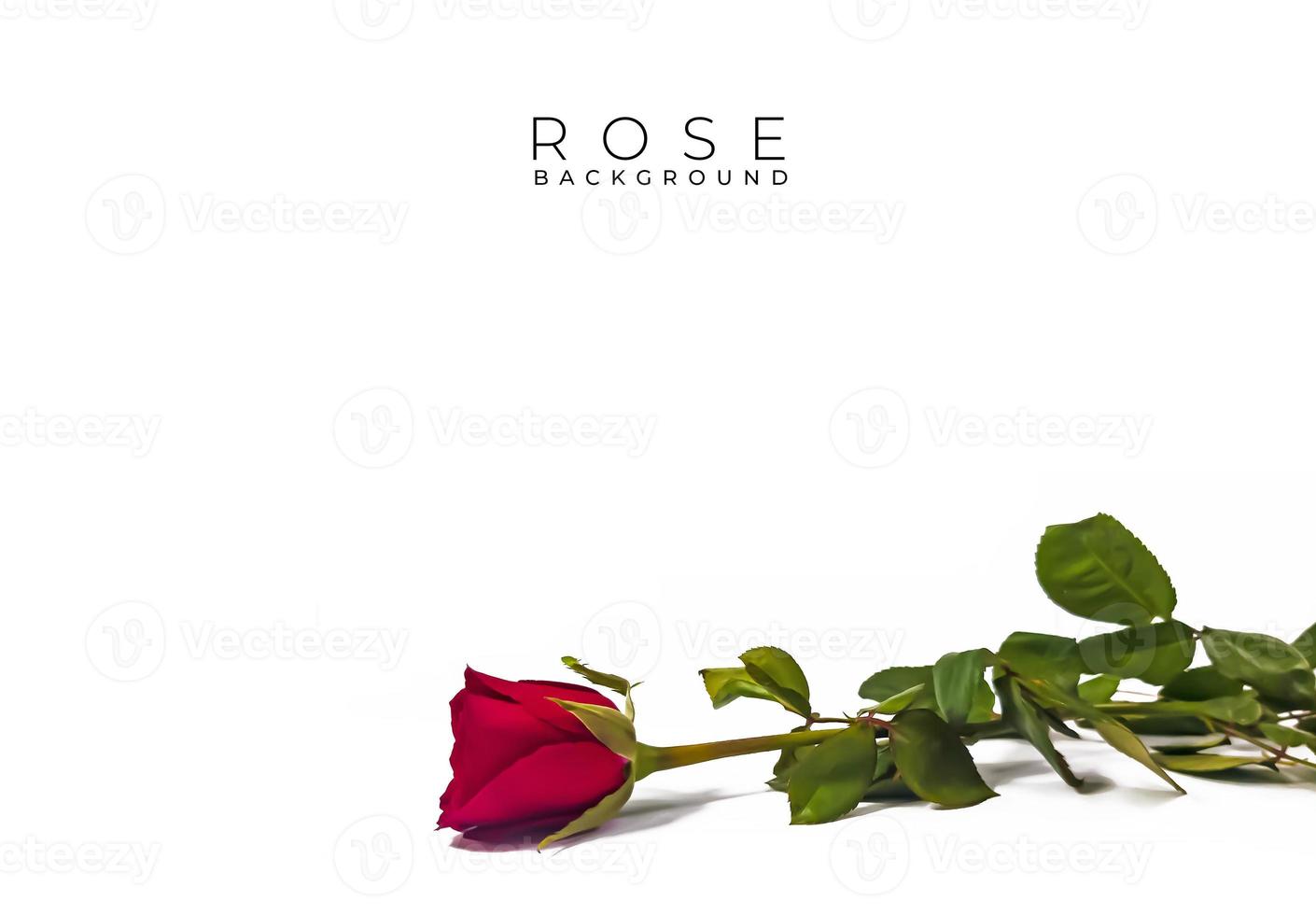 Red rose flower on white background. Valentine card. Love background photo