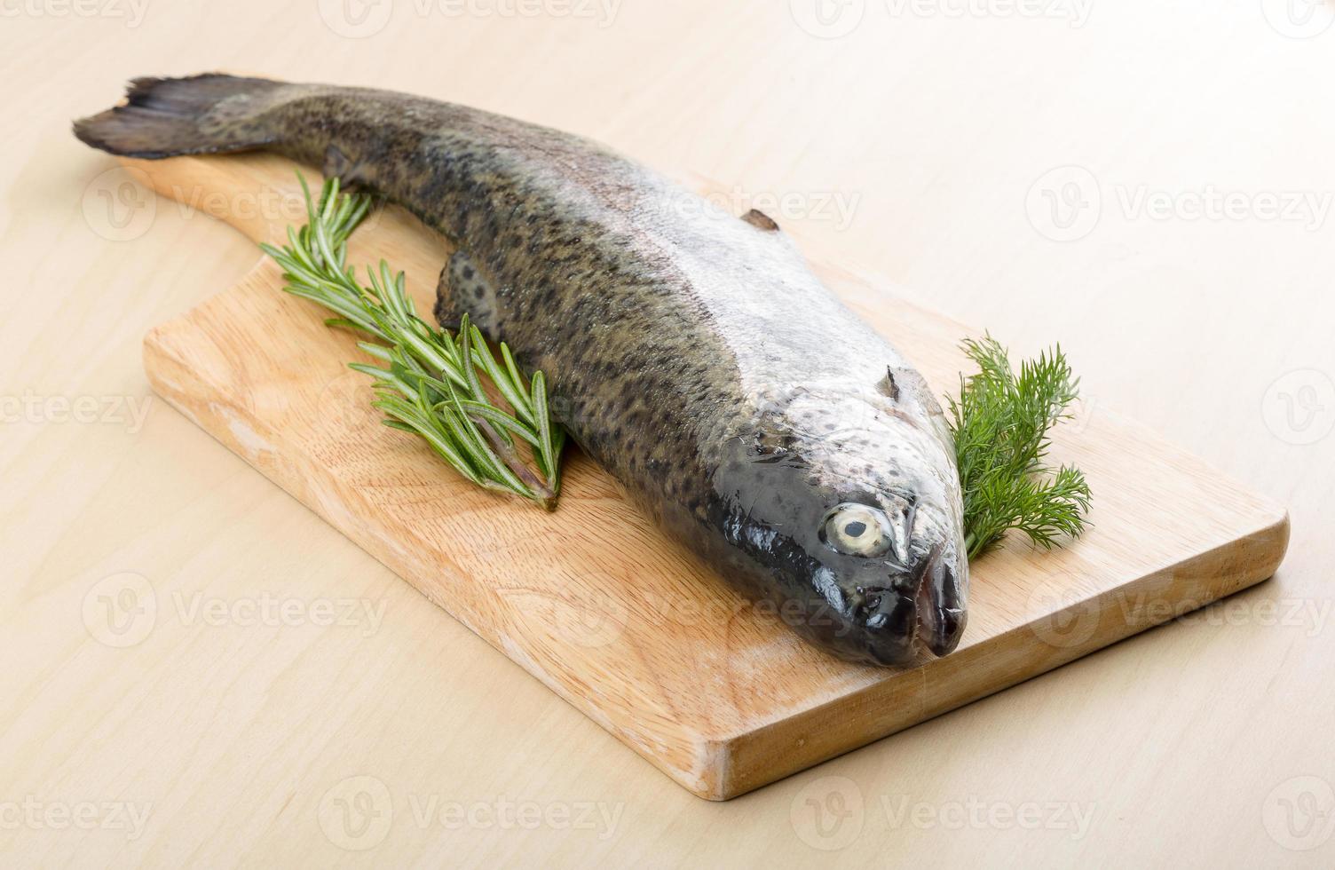 Raw fresh trout photo