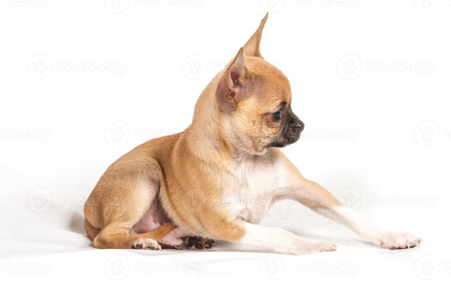 Chihuahua puppy on white background photo