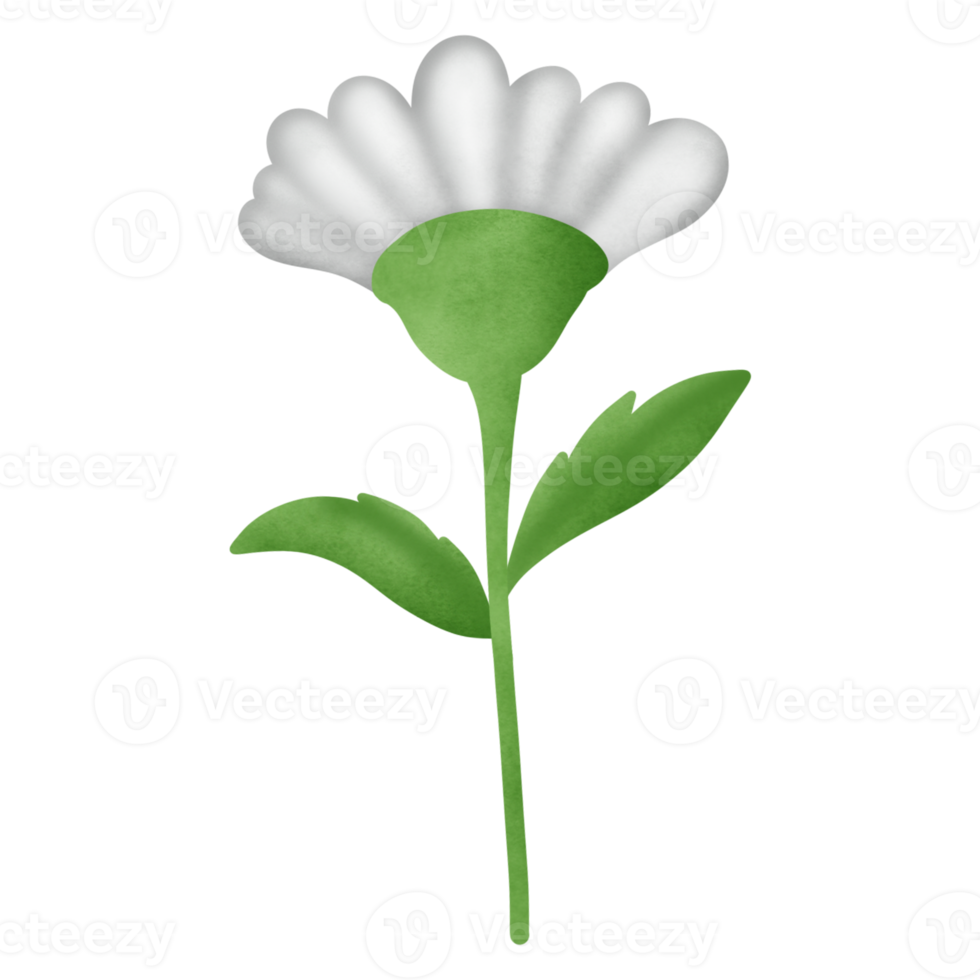 Daisy flower clipart png