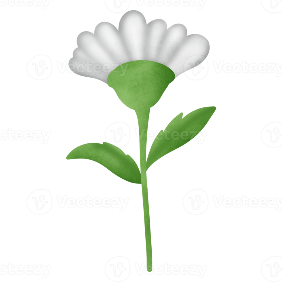 fleur de marguerite clipart png