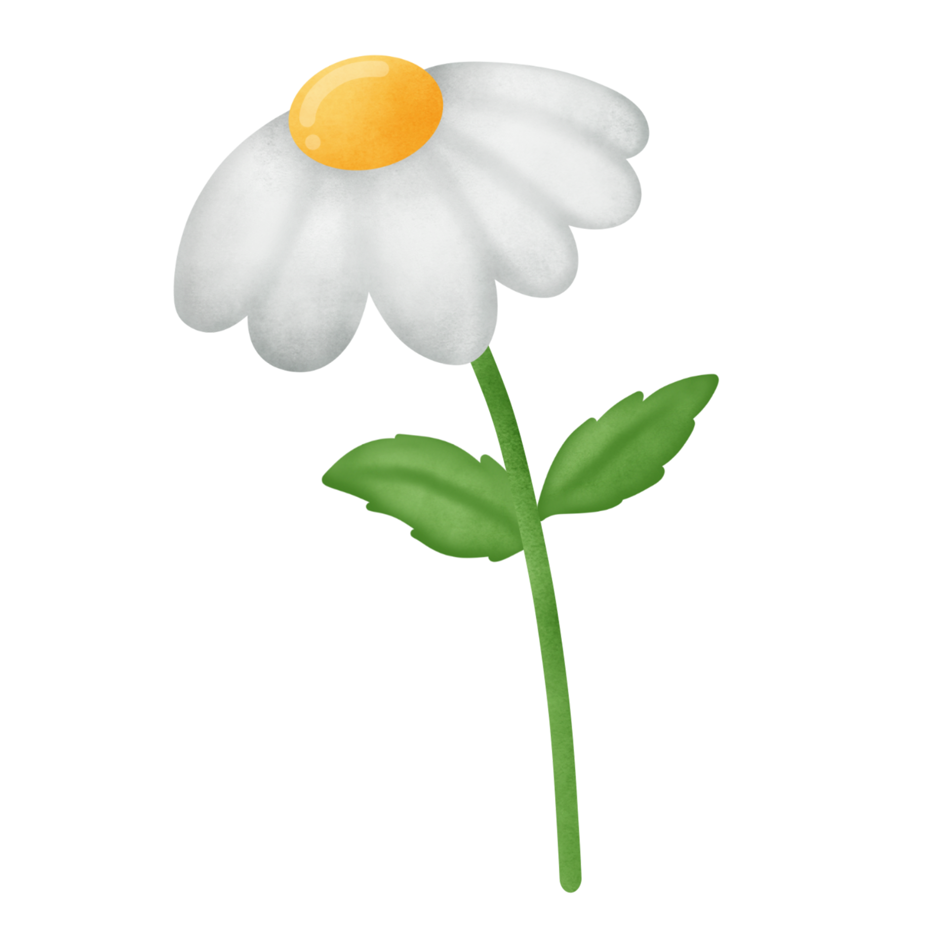 Free Daisy flower clipart 8505481 PNG with Transparent Background