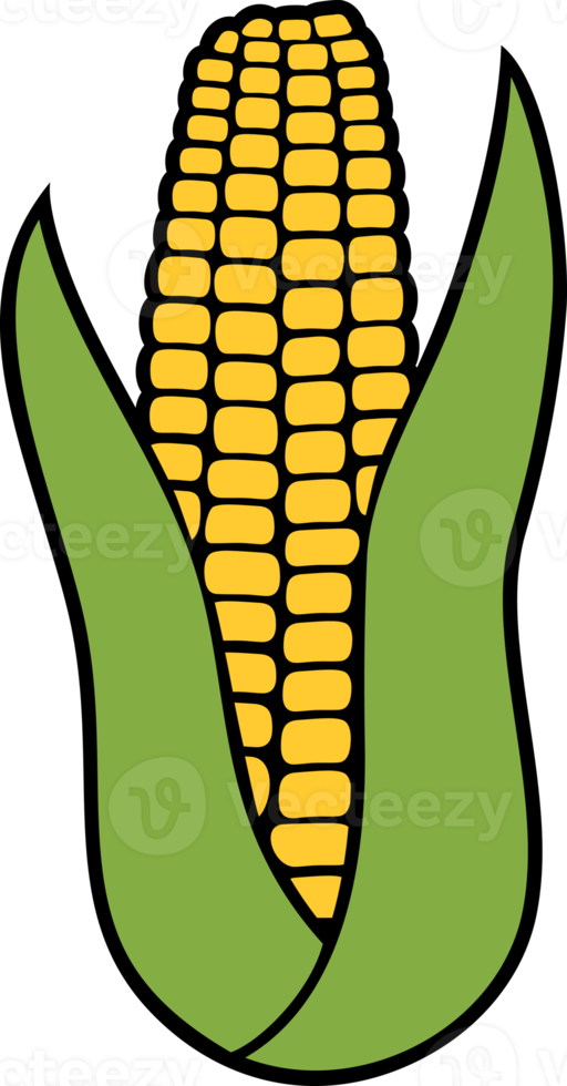 Corn - corncob with green leaves png illustration