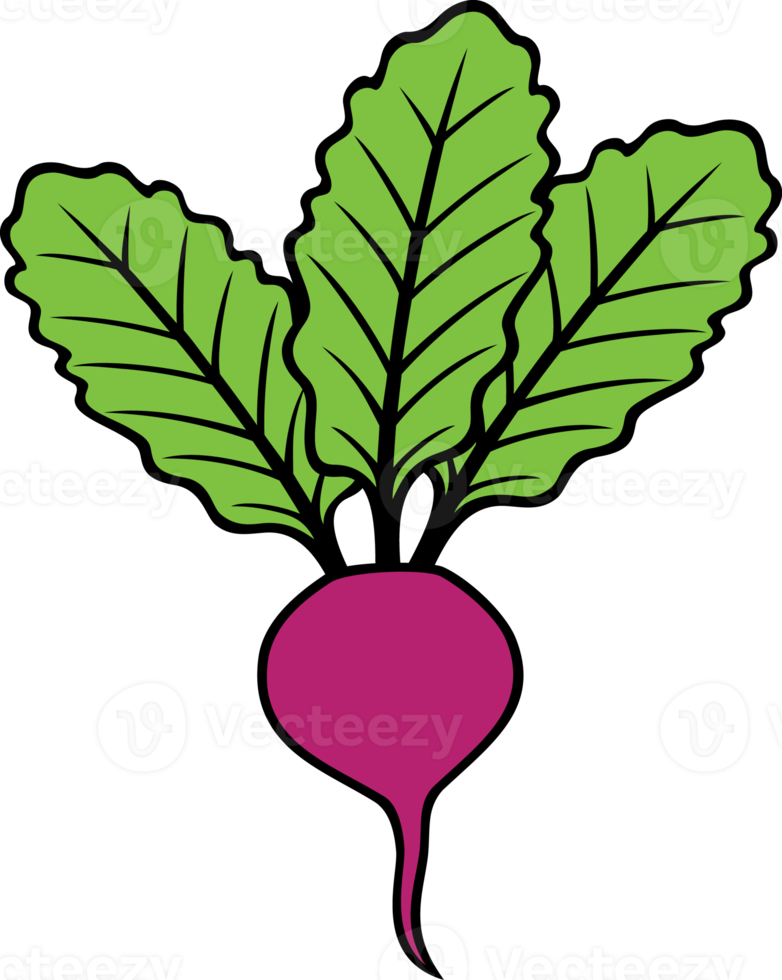 Beet png illustration