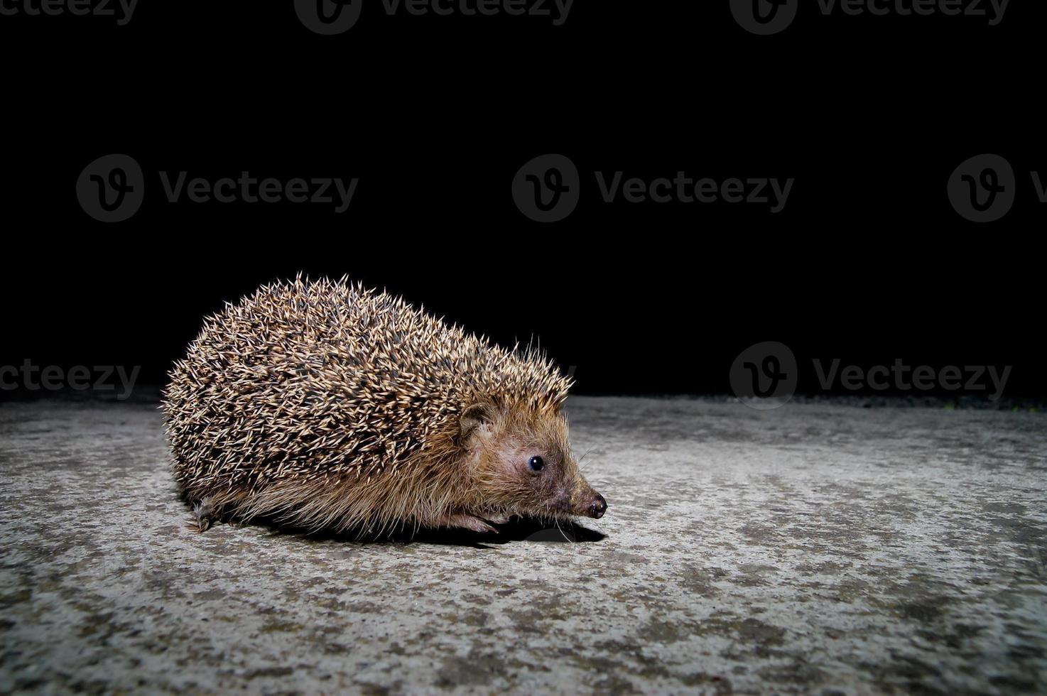 West European Hedgehog photo