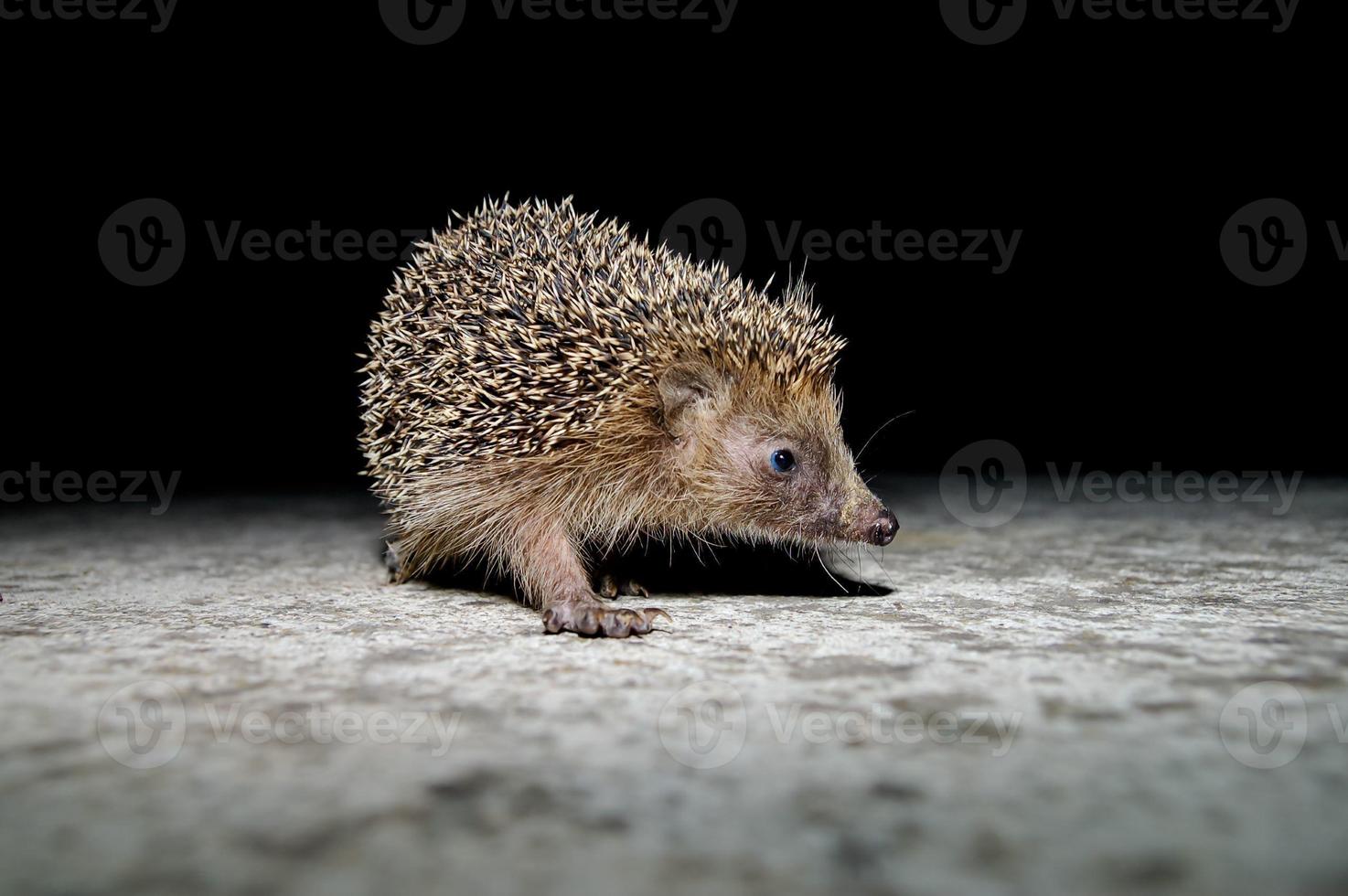 West European Hedgehog photo