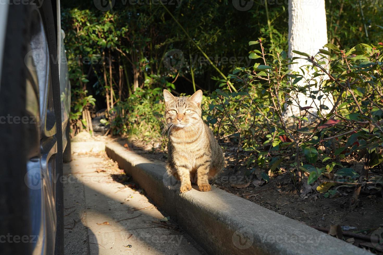 The cute cat with the round eyes and lovely face photo