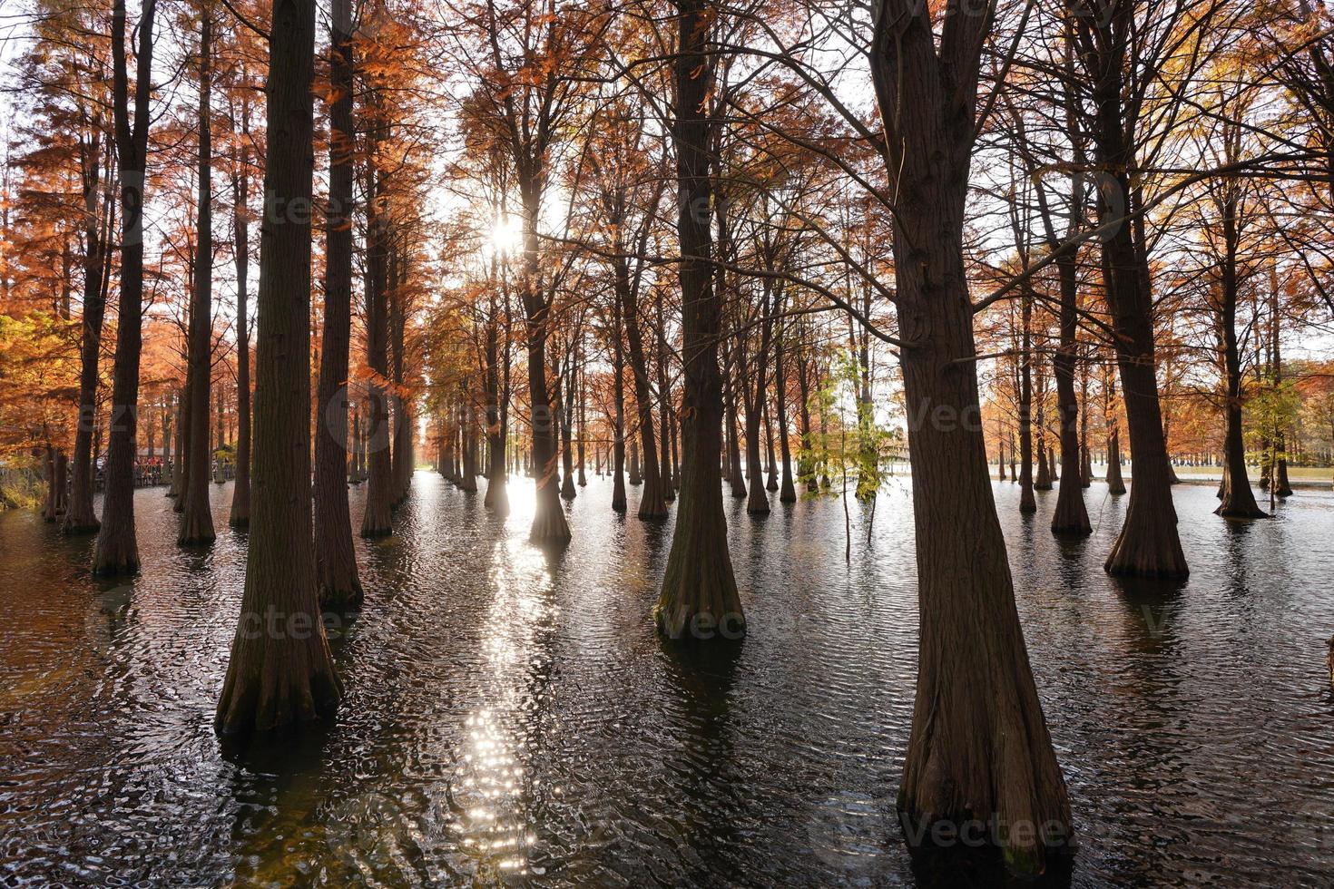 The beautiful forest view on the water in autumn photo