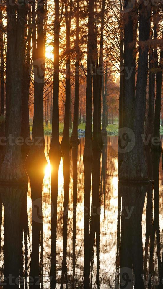The beautiful forest view on the water in autumn photo