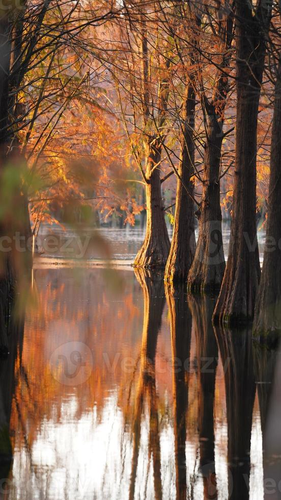 la hermosa vista del bosque sobre el agua en otoño foto