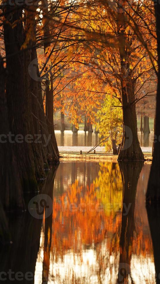 la hermosa vista del bosque sobre el agua en otoño foto