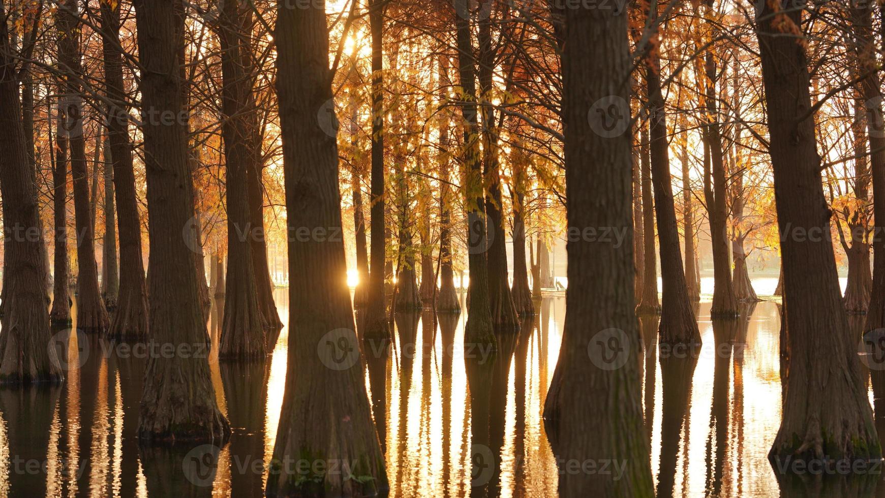 la hermosa vista del bosque sobre el agua en otoño foto