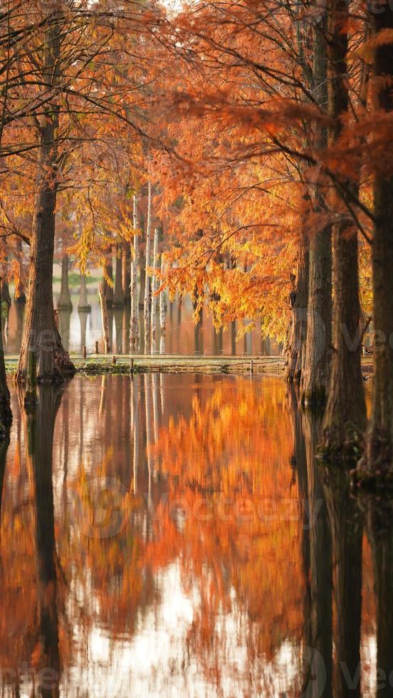 The beautiful forest view on the water in autumn photo